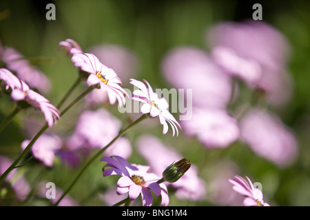 Margherite viola Foto Stock