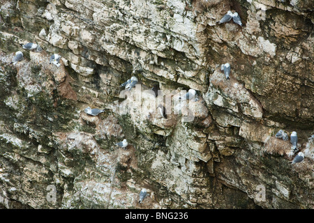 Razorbills, ricoperte di nidi di gabbiani scogliera a Flamborough Foto Stock