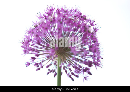 Un viola allium testa di fiori Foto Stock