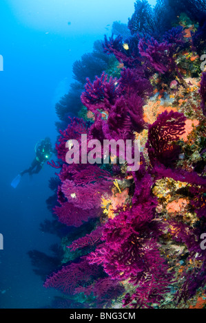 Scuba Diver osservando colorata foresta gorgonia, Isola di Korcula, Croazia Foto Stock