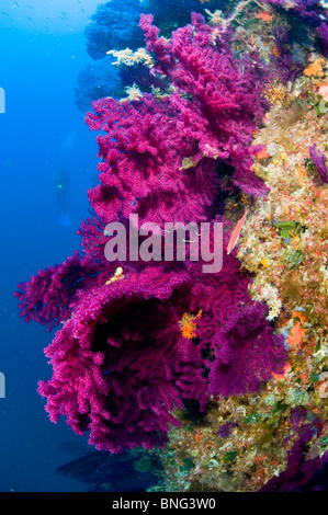 Scuba Diver osservando colorata foresta gorgonia, Isola di Korcula, Croazia Foto Stock