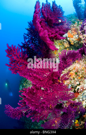 Scuba Diver osservando colorata foresta gorgonia, Isola di Korcula, Croazia Foto Stock