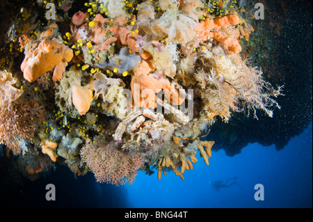 Scuba Diver esplorazione di sbalzo in Isola di Korcula, Croazia Foto Stock