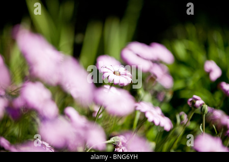 Margherite viola Foto Stock