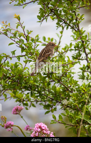 Casa passero uccello arroccato su arbusto vicino all'acqua (passer domesticus). Portrait.107641 Chaffinch Foto Stock