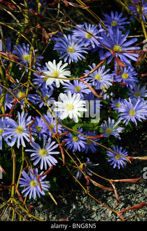 Anemone blanda " sfumature di blu' e la controparte bianca Foto Stock