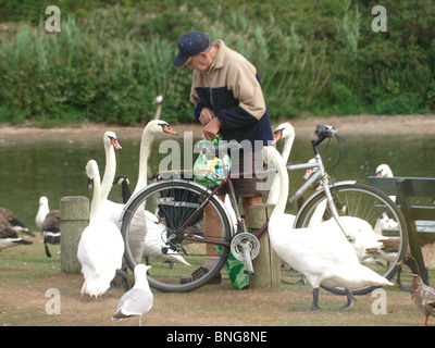 Il vecchio uomo alimentando i cigni. par, Cornwall, Regno Unito Foto Stock