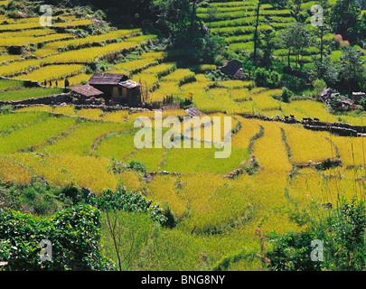 A terrazze di riso risoni con una maturazione raccolto a Birethanti vicino a Pokhara in west-central Nepal Foto Stock