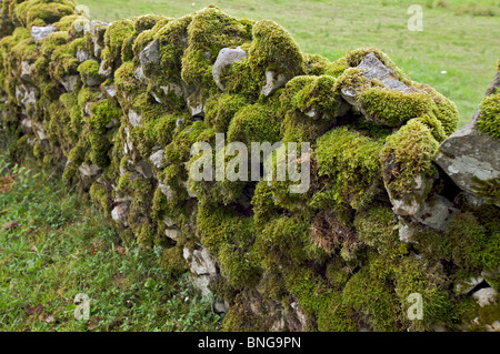 Asciugare la parete in pietra con pesanti moss Foto Stock