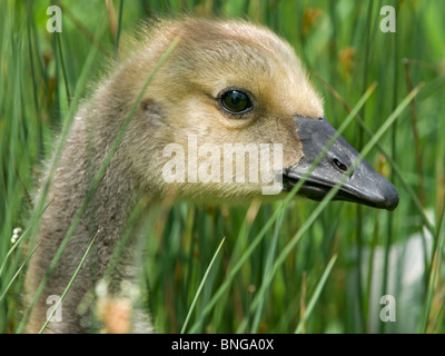 Un Canada Gosling guardando attraverso l'erba che mostra il lato di testa di close-up Foto Stock