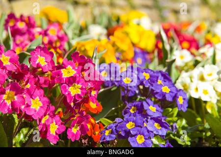 Chiudere orizzontale di bellissime fiori di primavera, primulas, di vari colori diversi in un letto di fiori. Foto Stock