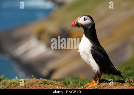 Puffin indipendente alto Foto Stock