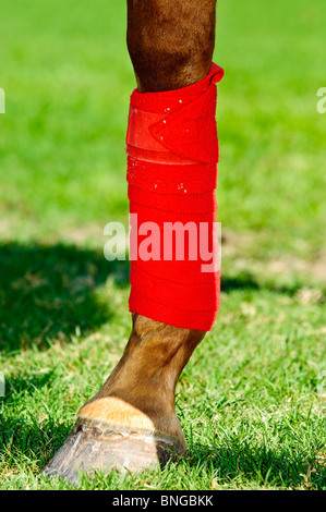 Houston Polo Club, houston, texas. Foto Stock