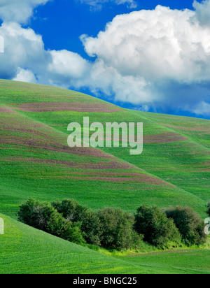 La molla nuova crescita del grano. Il Palouse, vicino Colfax, Washington. Foto Stock