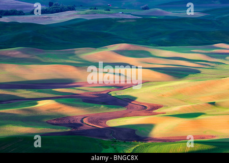 La molla nuova crescita del grano. Il Palouse, vicino Colfax, Washington. Foto Stock