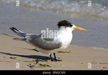 Maggiore Crested Tern, Thalasseus bergii, (precedentemente Sterna bergii), sulla spiaggia, Foto Stock