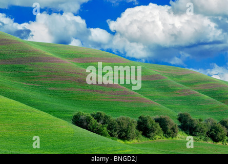 La molla nuova crescita del grano. Il Palouse, vicino Colfax, Washington. Foto Stock