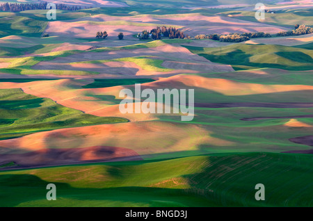 La molla nuova crescita del grano. Il Palouse, vicino Colfax, Washington. Foto Stock