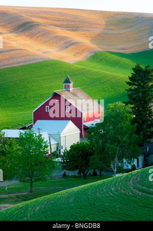 La molla nuova crescita del grano e il fienile. Il Palouse, vicino Colfax, Washington. Foto Stock