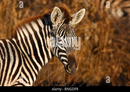 La Burchell zebra, Equus burchelli, Madikwe Game Reserve, Sud Africa Foto Stock