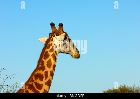 Giraffe , Giraffa camelopardalis, guardando in lontananza, Madikwe Game Reserve, Sud Africa Foto Stock