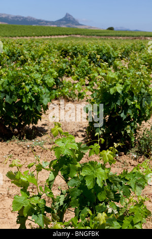 Filari di viti nella regione della Rioja del nord della Spagna Foto Stock