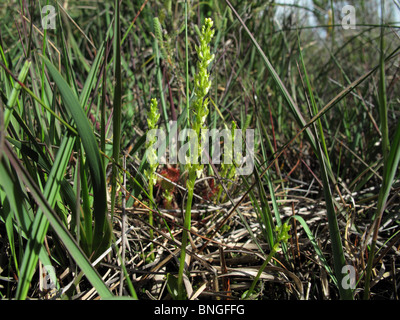 Bog Orchid (Hammarbya paludosa) Foto Stock