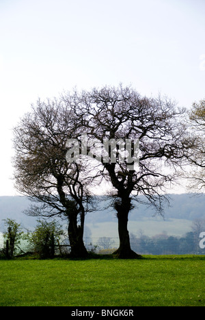 Silhouette di alberi senza foglie michaelston le pit Vale of Glamorgan South wales uk Foto Stock