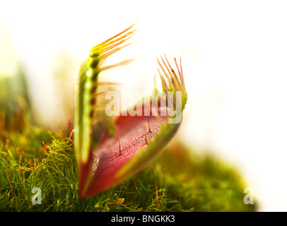 Venus flytrap DIONAEA Muscipula USA Carolina verde rosso catturato una cavalletta verde erba tramoggia Foto Stock