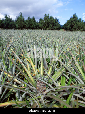 La piantagione di Ananas, Oahu, Hawaii, Stati Uniti d'America Foto Stock