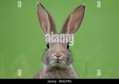 Coniglio selvatico ritratto cercando e annusando direttamente verso la telecamera Foto Stock