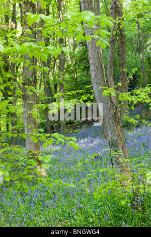 Bluebells comune (Hyacinthoides non scripta) cresce in Coed Cefn boschi, Parco Nazionale di Brecon Beacons, POWYS, GALLES. Foto Stock