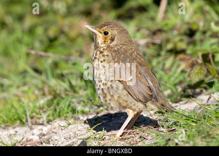 Tordo Bottaccio; Turdus philomelos; bambino uccello Foto Stock