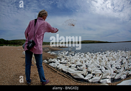 Alimentazione di lancio per la raccolta di cigni a Abbotsbury Swannery. Foto Stock