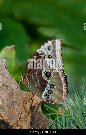 Close-up di un blu Morpho butterfly (Morpho peleides limpida) Foto Stock