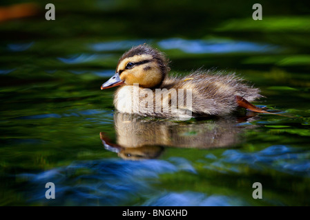 Mallard anatroccolo, giardini tropicali, Abbotsbury, Dorset, Regno Unito. Foto Stock