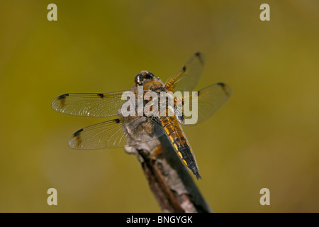 Quattro-spotted Chaser, Libellula quadrimaculata libellula appoggiata, maggiore Hyde riserva naturale, Dorset, Regno Unito Foto Stock