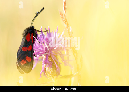 Sei spot falena Burnett, poggiante su fiordaliso, estate, nello Yorkshire, Inghilterra Foto Stock