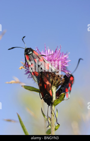 Sei spot falena Burnett, poggiante su fiordaliso, estate, nello Yorkshire, Inghilterra Foto Stock