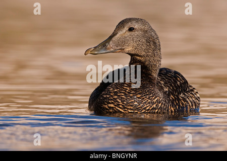 Femmina Eider duck sull'acqua. Foto Stock