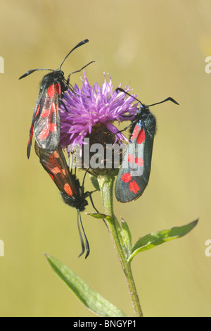 Sei spot falena Burnett, poggiante su fiordaliso, estate, nello Yorkshire, Inghilterra Foto Stock