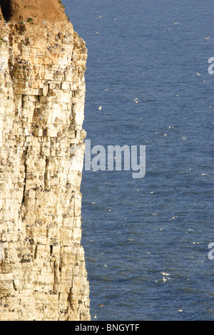 Gannett colonia, Bempton Cliffs, east yorkshire, Regno Unito Foto Stock