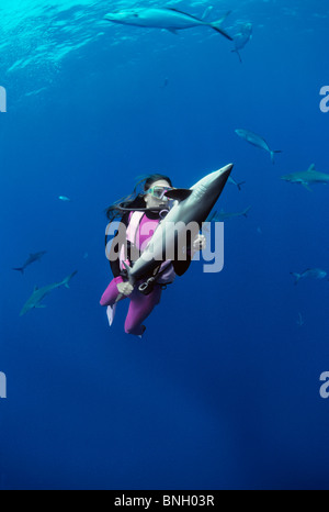 Sommozzatore mantiene lo squalo seta (Carcharhinus falciformis) in immobilità tonica, Bahamas - Mar dei Caraibi. Foto Stock