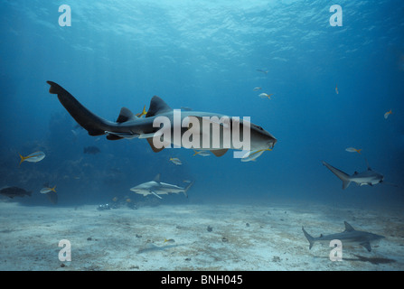 Squalo nutrice (Ginglymostoma cirratum) nuotare con gli squali e pesci di scogliera, Bahamas - Mar dei Caraibi. Foto Stock