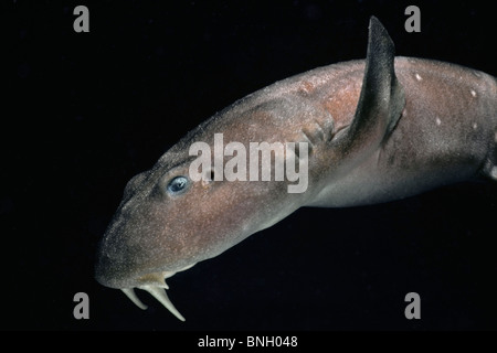 Lo squalo cieco (Brachaelurus waddi), Australia - Oceano Indiano. Foto Stock