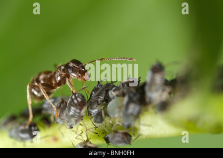 Nero Garden Ant (Lasius niger) tendente a chicco nero afidi (Aphis fabae) Foto Stock