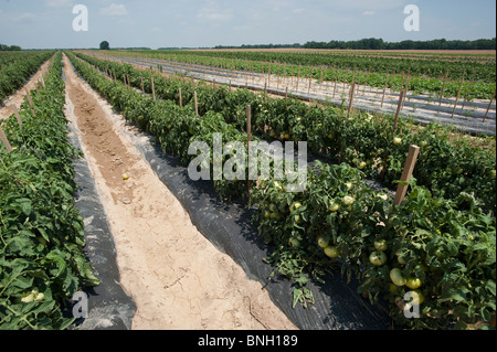 Campo vegetale in Sudlersville MD Foto Stock