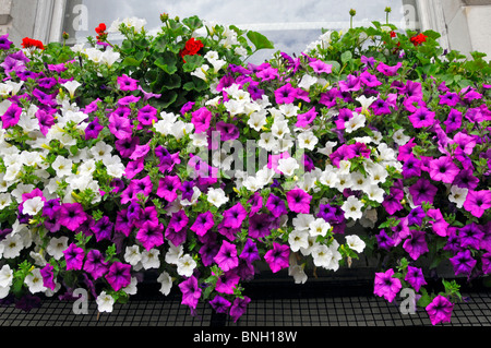 Chiusura del display a colori dei fiori nelle petunie in fiore nella casella della finestra di ufficio edificio accanto alla trafficata strada di Londra Inghilterra REGNO UNITO Foto Stock