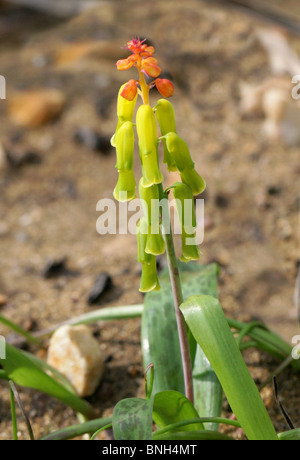 Cape Cowslip, Lachenalia aloides var. quadricolor, Hyacinthaceae, Provincia del Capo, in Sud Africa Foto Stock