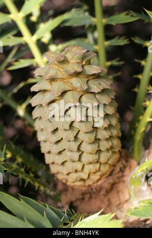 Lebombo .cycad, Piet sollievo .cycad o Zululand .cycad, Encephalartos lebomboensis, Zamiaceae, Sud Africa. Specie in via di estinzione. Foto Stock